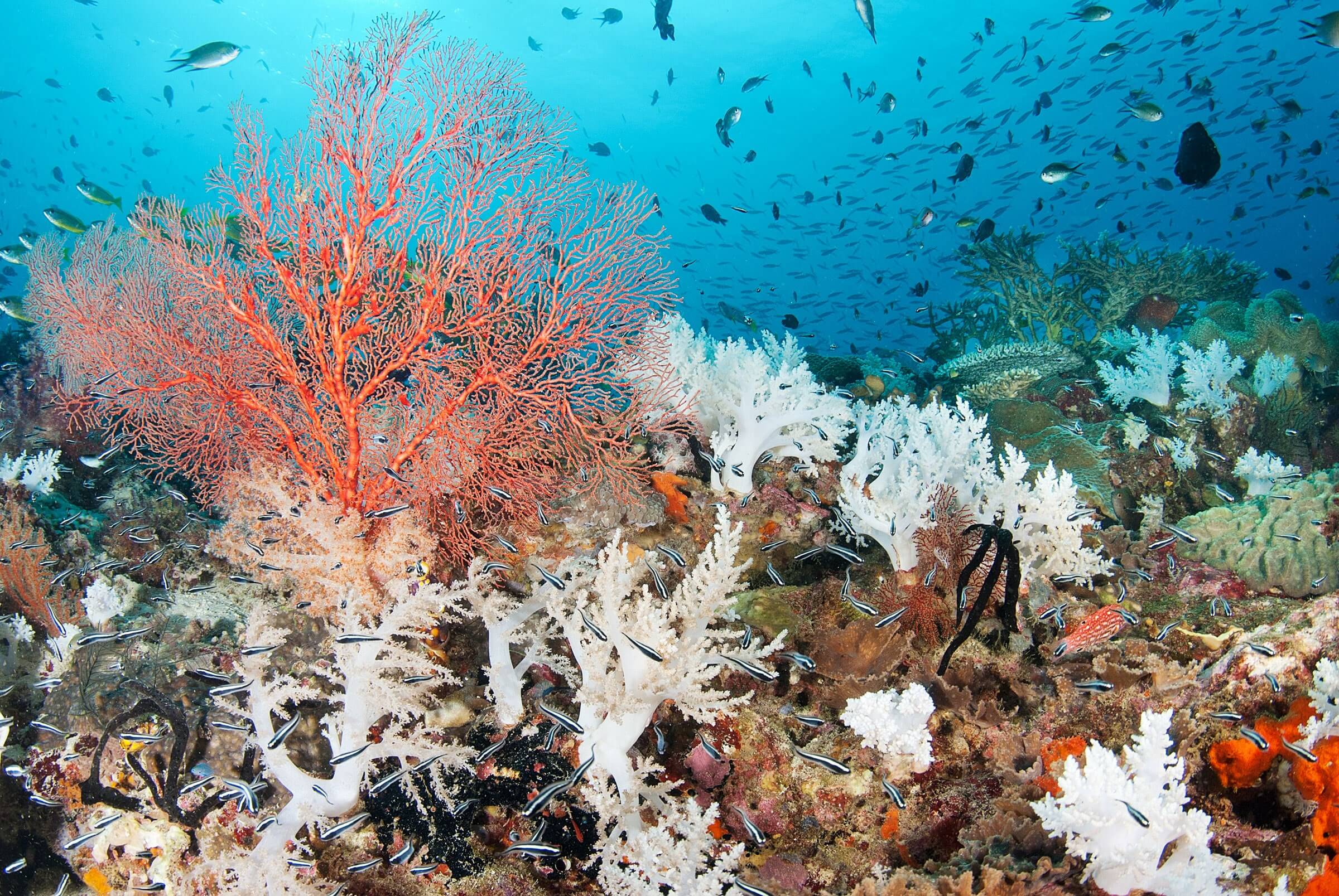 Водоросли кораллы. Атлантический океан коралловый риф. Ярусность кораллового рифа. Морские водоросли на рифе. Коралл циатофиллум.