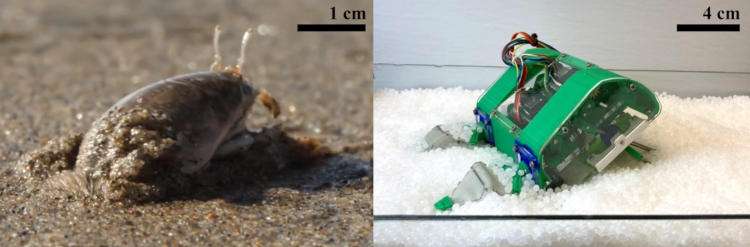 Учёные создали робота-краба, который умеет закапываться в песок — он пригодится NASA
