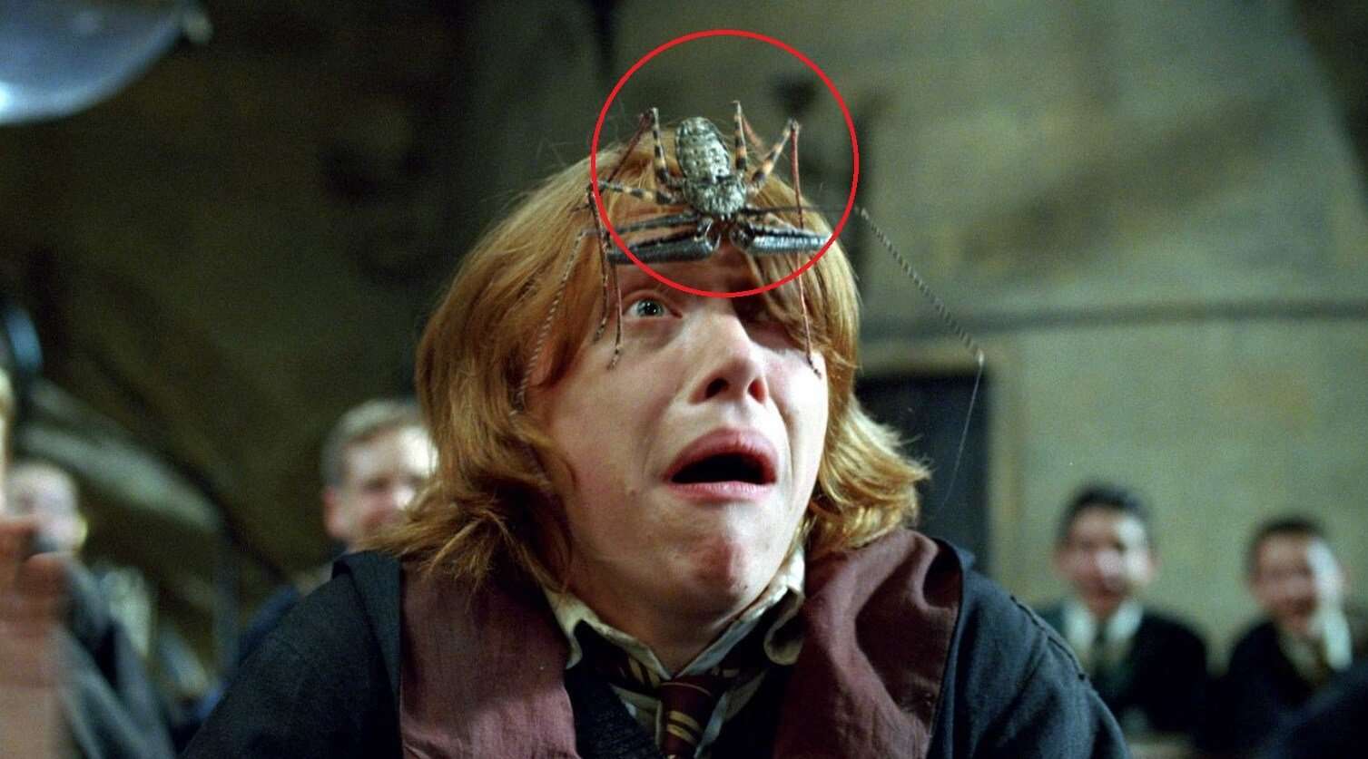 Фрины — ужасные существа из «Гарри Поттера», которые существуют в реальности. Кто бы мог подумать, что монстры из «Гарри Поттера» существуют в реальном мире? Фото.