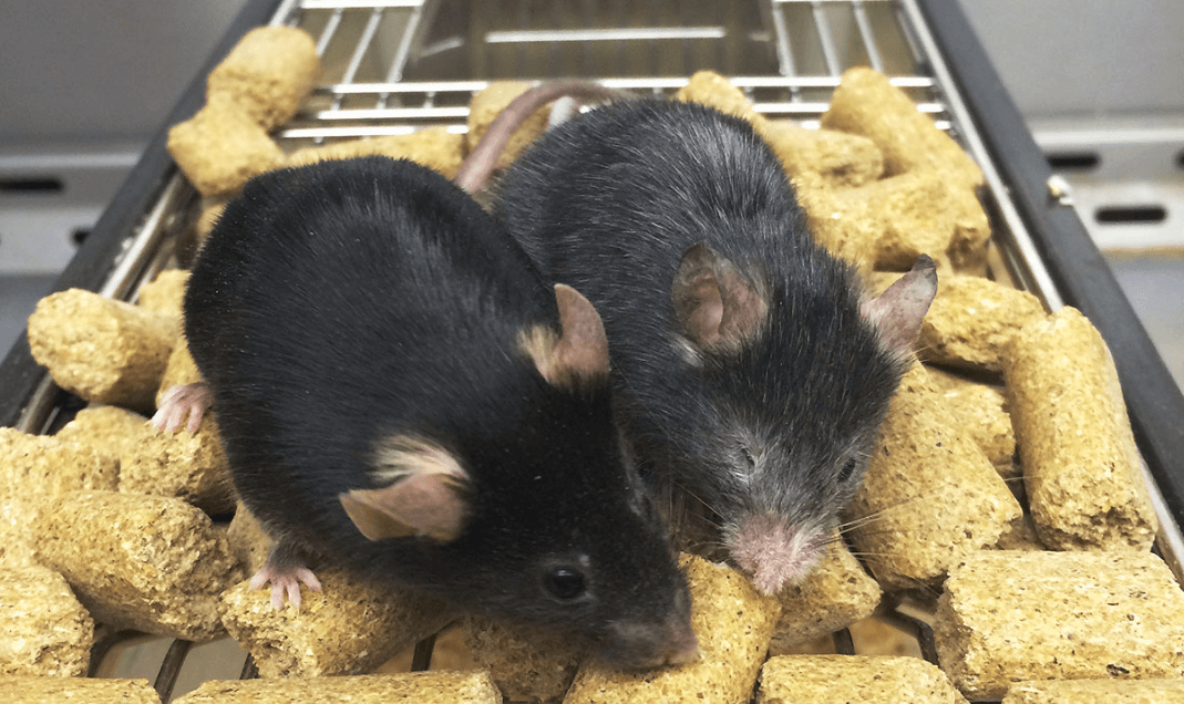 Ученые омолодили мышей: старение удалось повернуть вспять. Ученые смогли искусственно состарить мышей, а затем омолодить их. Фото.