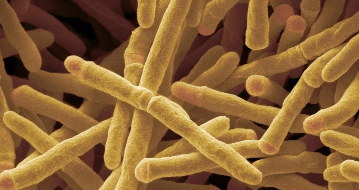 Ученые нашли способ как добывать энергию из воздуха. Бактерия Mycobacterium smegmatis, которая способна вырабатывать электричество их воздуха. Фото.