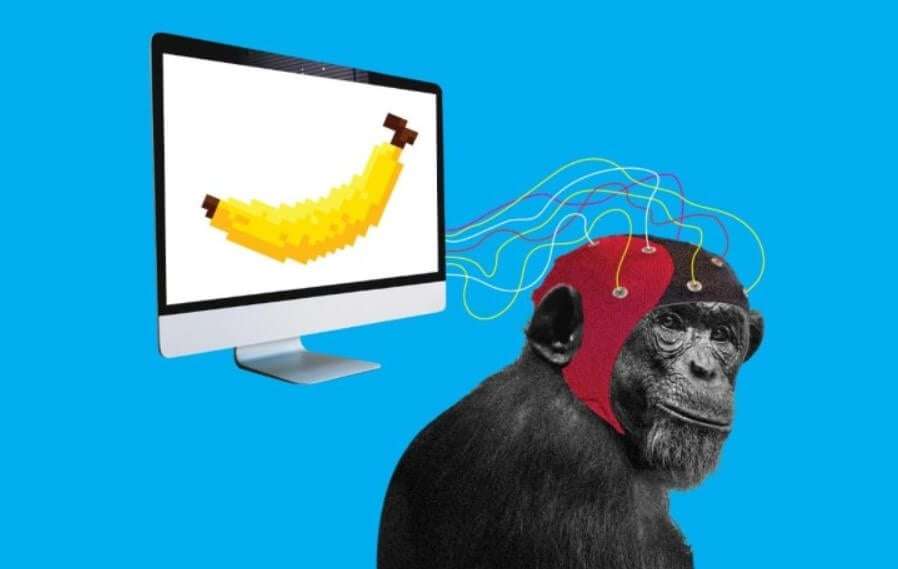 Илон Маск объявил об успешном «чипировании» обезьяны. Что она теперь умеет? Илон Маск объявил, что компании Neuralink удалось чипировать обезьяну. Фото.