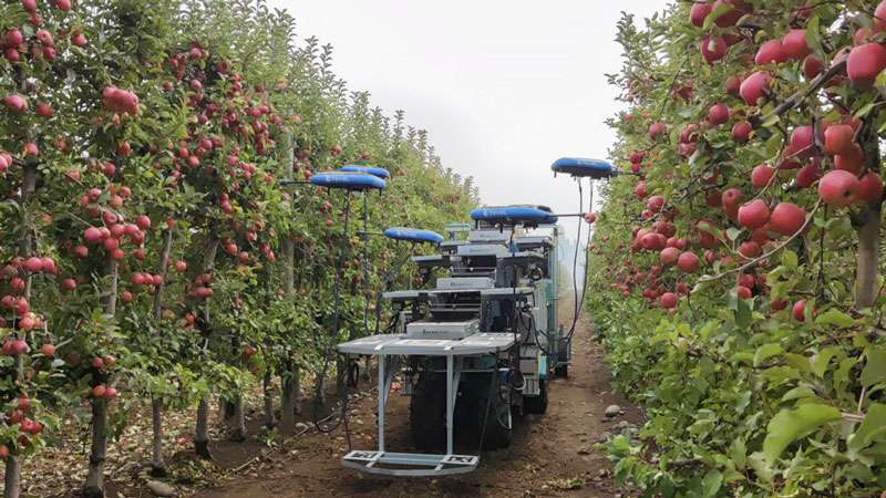 Будущее наступило: рой дронов с ИИ собирает спелые яблоки с помощью присосок